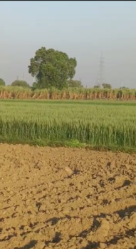  Agricultural Land for Sale in Mohiuddinpur, Meerut