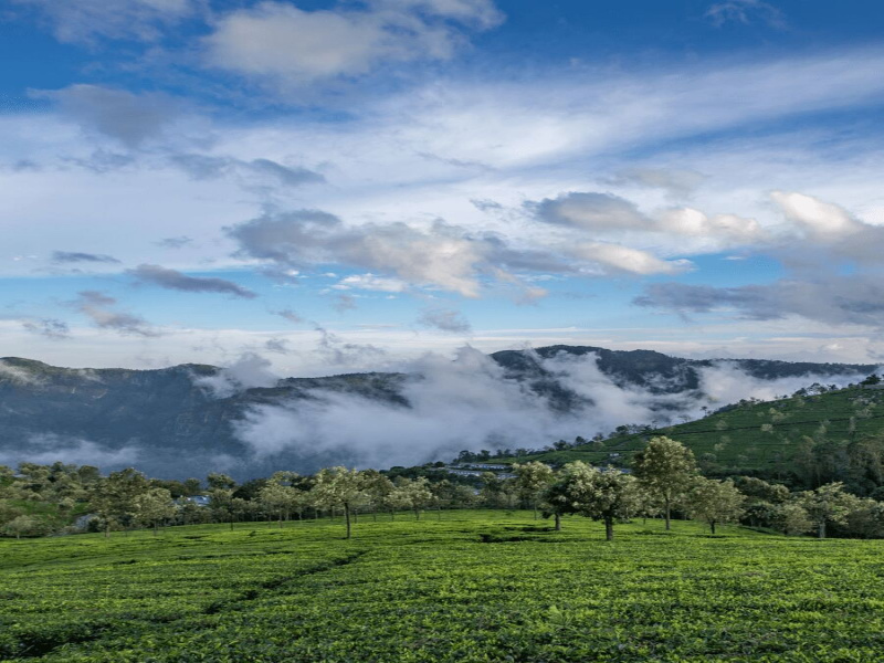 Coonoor, Ooty photo 3