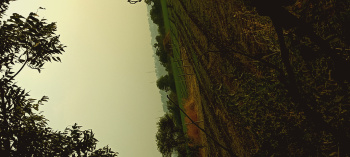  Agricultural Land for Sale in Ghatiya, Ujjain
