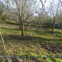  Agricultural Land for Sale in Old Manali