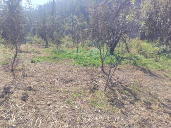 Agricultural Land for Sale in Patlikuhal, Manali