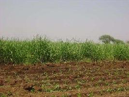  Agricultural Land for Sale in Dharmaj Manej, Anand
