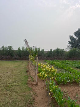  Agricultural Land for Sale in Bandhwari, Gurgaon