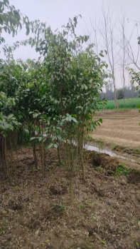  Agricultural Land for Sale in Gurgaon Rural