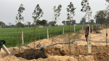  Agricultural Land for Sale in Naugaon, Alwar