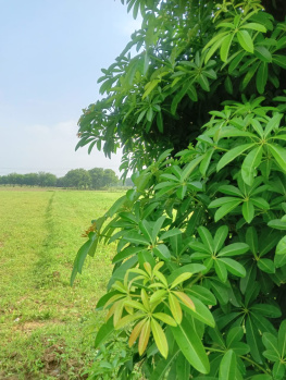  Agricultural Land for Sale in Sohna Road, Faridabad