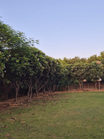  Agricultural Land for Sale in Naugaon, Alwar