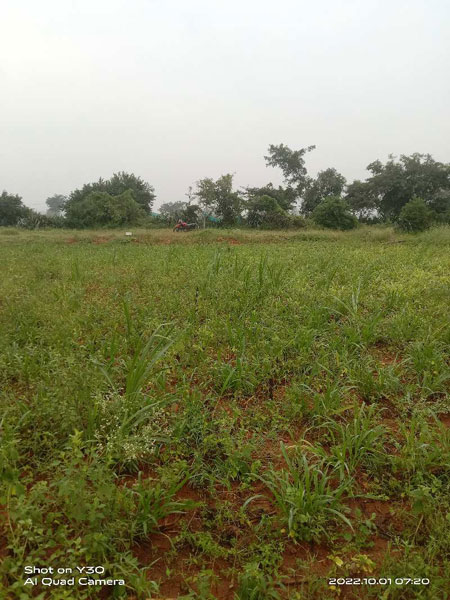 Agricultural Land 60 Guntha for Sale in Amangal, Rangareddy