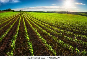  Agricultural Land for Sale in Paithan, Aurangabad