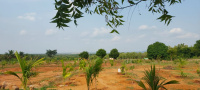  Agricultural Land for Sale in Ramanagara, Bangalore