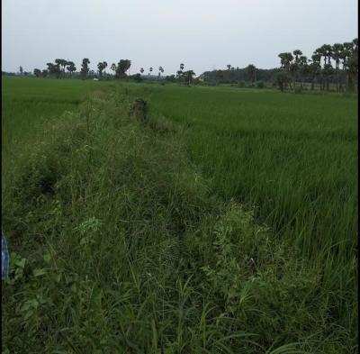 Agricultural Land 2 Acre for Sale in Kovvur, West Godavari