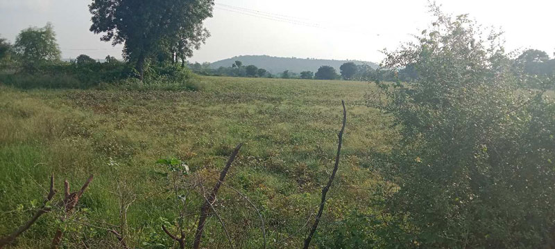 Agricultural Land 2 Hectares for Sale in Panna Town