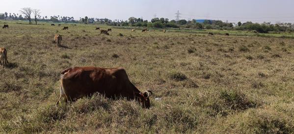  Agricultural Land 106 Cent for Sale in Sriperumbudur, Chennai