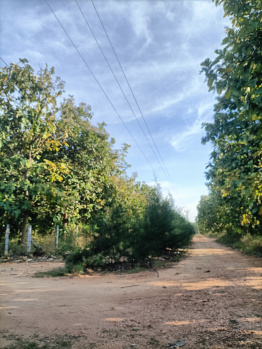  Agricultural Land for Sale in Periyanaickenpalayam, Coimbatore