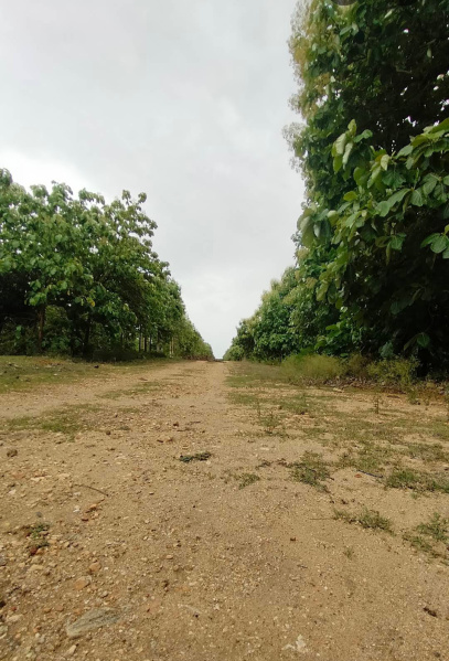  Agricultural Land 11 Cent for Sale in Periyanaickenpalayam, Coimbatore