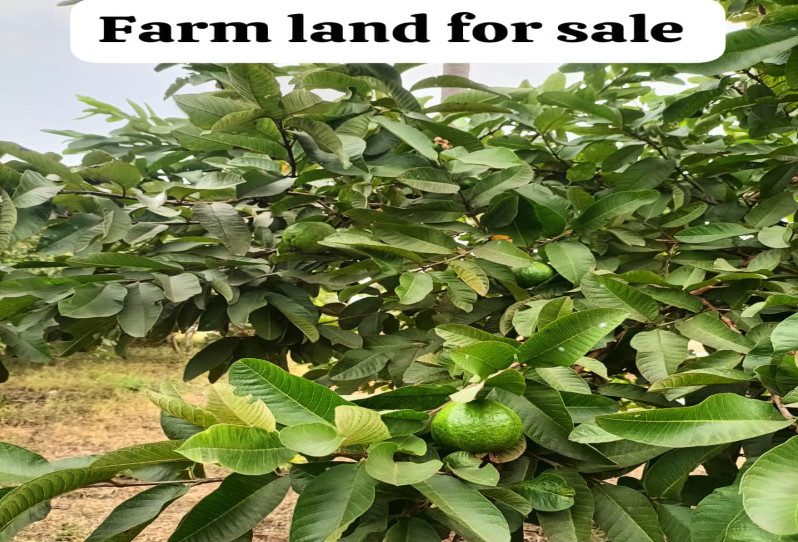 2 BHK 10896 Sq.ft. Residential Plot for Sale in Annur, Coimbatore