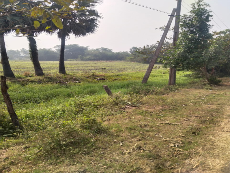 2 Acre Agricultural/Farm Land for Sale in Gudivada, Krishna
