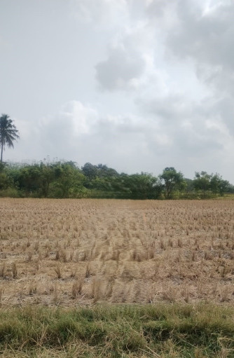  Agricultural Land 65 Sq.ft. for Sale in Thamaraipakkam, Chennai