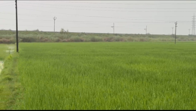 1 RK Farm House 1 Bigha for Sale in Ratapur, RaeBareli
