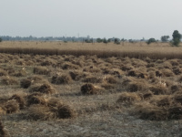  Agricultural Land for Sale in Jagat Block, Budaun