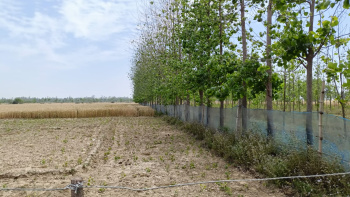  Agricultural Land for Sale in Aerocity, Mohali