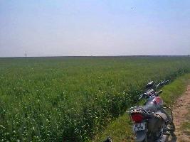 Agricultural Land for Sale in Saidpur Budaun