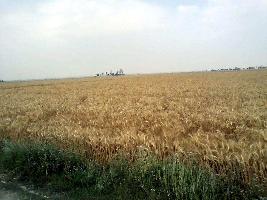  Agricultural Land for Sale in Saidpur Budaun