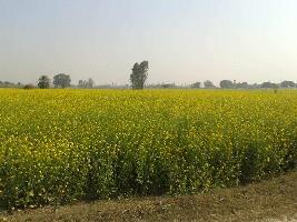  Agricultural Land for Sale in Civil Lines, Budaun