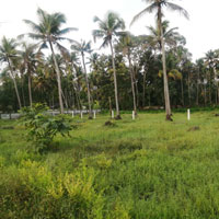 Agricultural Land for Sale in Mathilakam, Thrissur