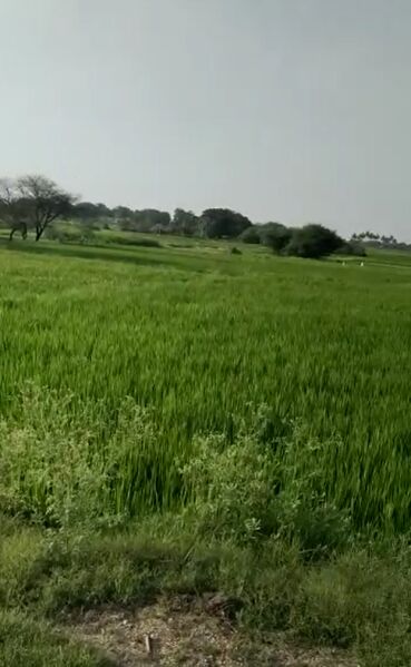  Agricultural Land 25 Acre for Sale in Mulug, Medak