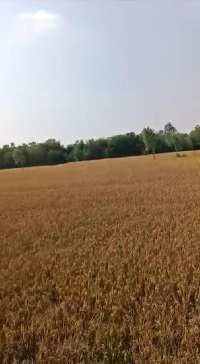  Agricultural Land for Sale in Una Road, Hoshiarpur