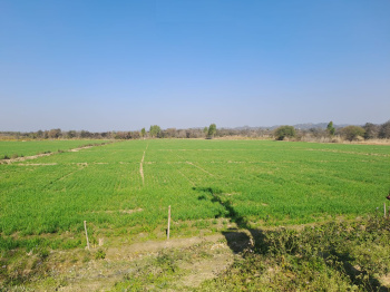  Agricultural Land for Sale in Hariana, Hoshiarpur