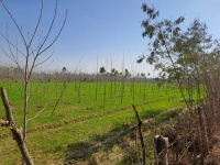  Agricultural Land for Sale in Dasuya, Hoshiarpur