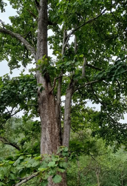  5 Acre Agricultural/Farm Land for Sale in Chimur, Chandrapur