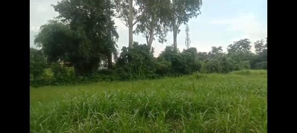  Residential Plot 5 Bigha for Sale in Vikas Nagar, Dehradun
