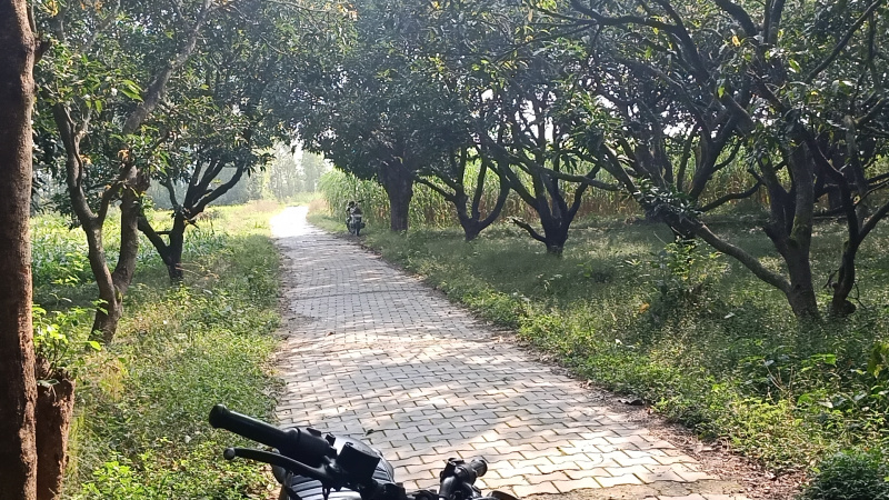  Agricultural Land 12 Bigha for Sale in Vikas Nagar, Dehradun