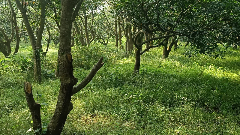  Agricultural Land 12 Bigha for Sale in Vikas Nagar, Dehradun
