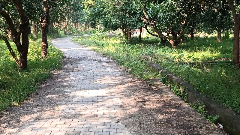  Agricultural Land 12 Bigha for Sale in Vikas Nagar, Dehradun
