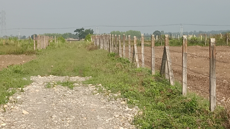  Agricultural Land 2 Bigha for Sale in Vikas Nagar, Dehradun