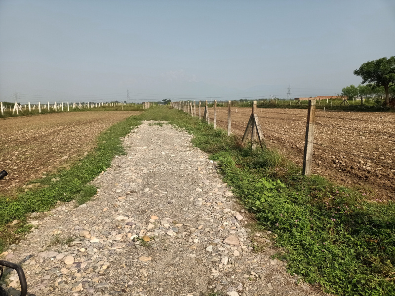  Agricultural Land 2 Bigha for Sale in Vikas Nagar, Dehradun