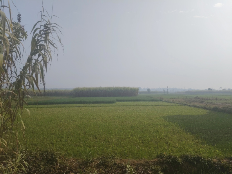 7 Bigha Residential Plot for Sale in Vikas Nagar, Dehradun