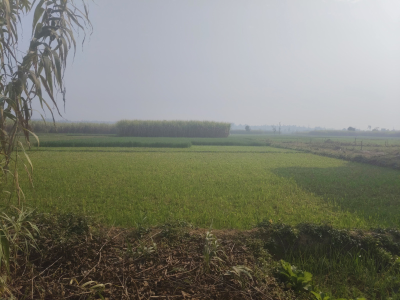  7 Bigha Residential Plot for Sale in Vikas Nagar, Dehradun