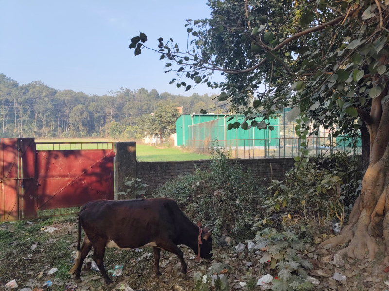  14 Bigha Hotels for Sale in Jhajra, Dehradun