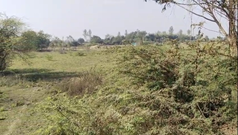 10 Acre Agricultural/Farm Land for Sale in Ballarpur, Chandrapur