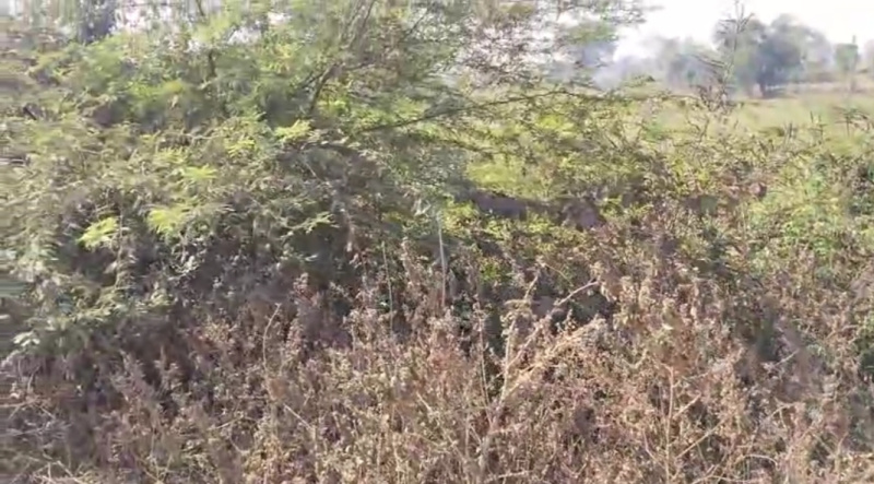  10 Acre Agricultural/Farm Land for Sale in Ballarpur, Chandrapur