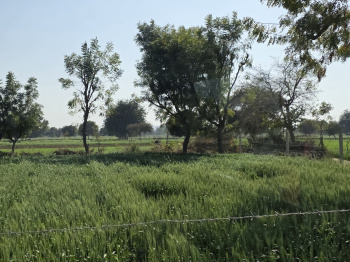  Agricultural Land for Sale in Naugaon, Alwar