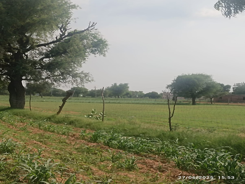Tehla, Alwar photo 4
