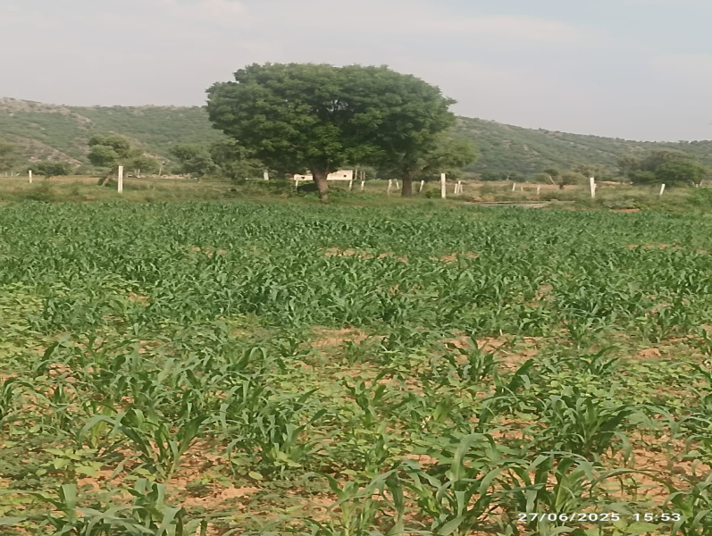 Tehla, Alwar photo 3