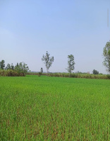  Agricultural Land for Sale in Hastinapur, Meerut