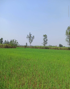  Agricultural Land for Sale in Hastinapur, Meerut